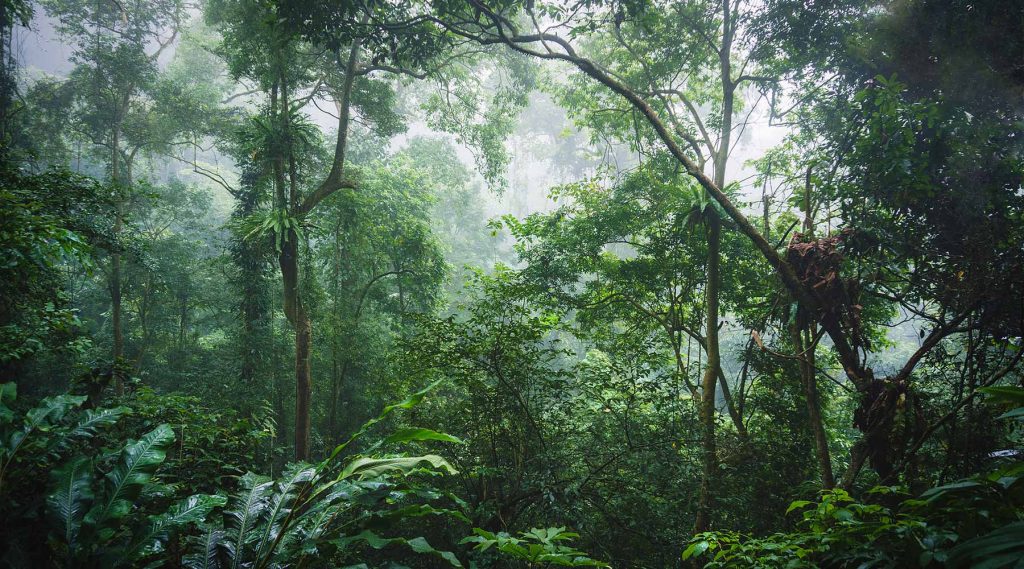 Dichte jungle in Vietnam van het Cuc Phuong National Park