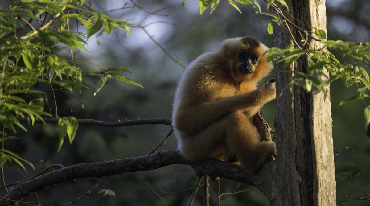 Gibbons in Cat Tien National Park