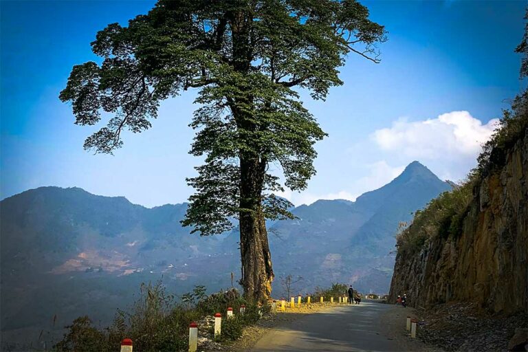 Iconische ‘Lonely Tree’ langs de Ha Giang Loop met bergtoppen in de achtergrond.