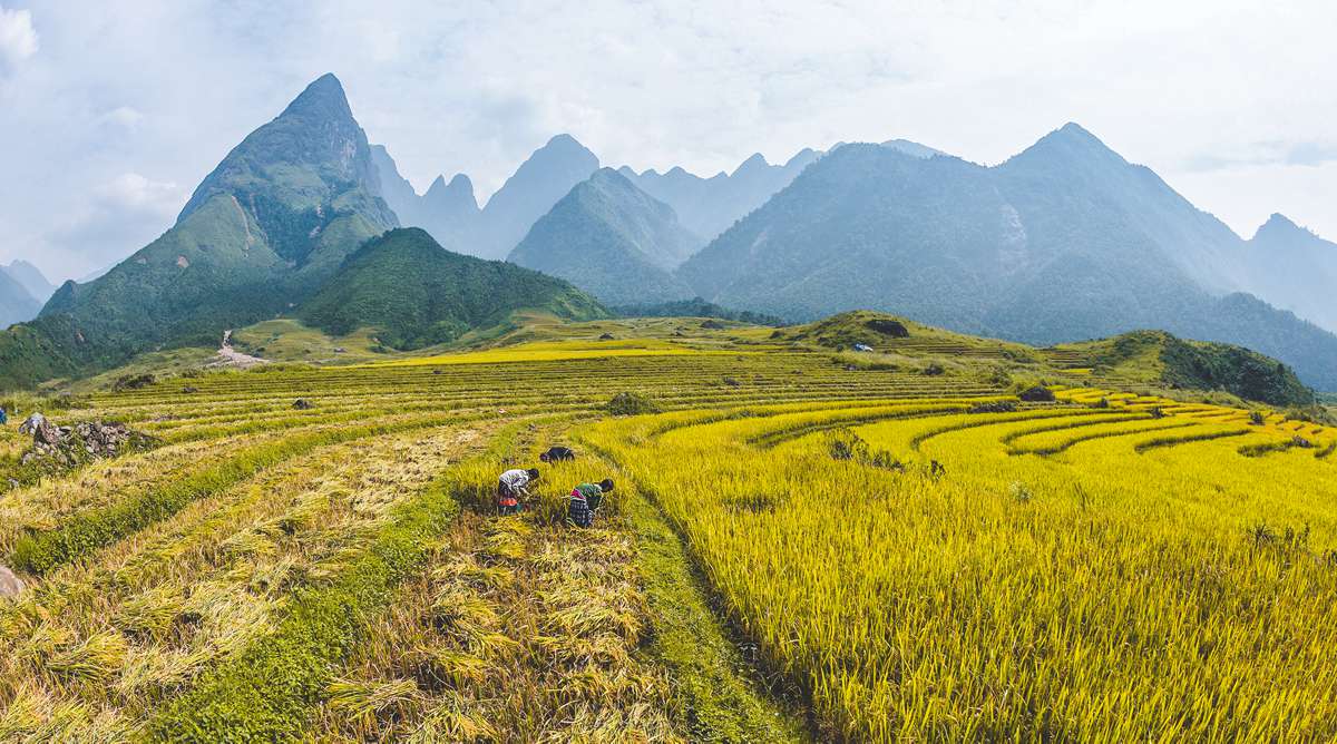 Mu Cang Chai tour