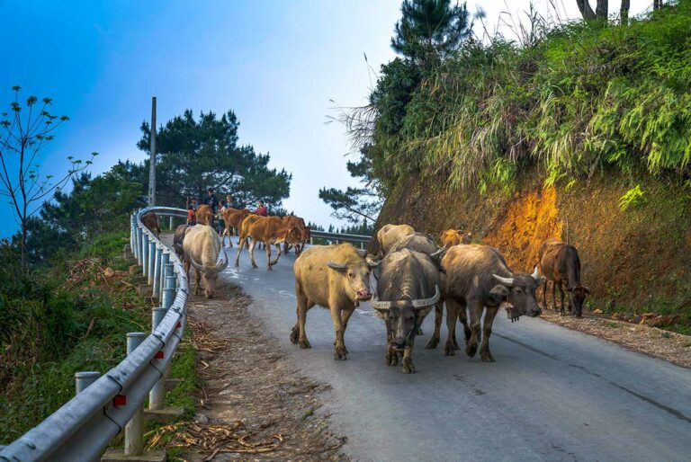 Kudde buffels en koeien op bergweg in Yen Minh, Ha Giang, begeleid door lokale herders.