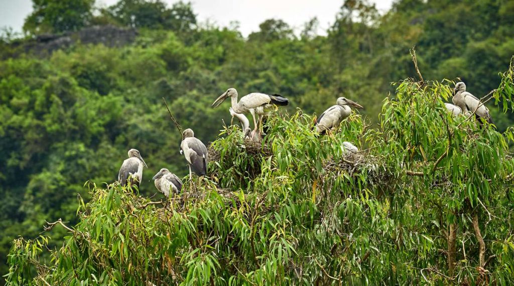 Thung Nham Bird Garden
