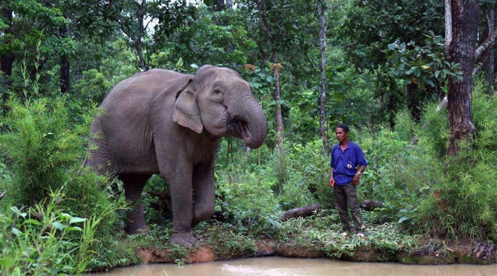 olifanten in Yok Don nationaal park