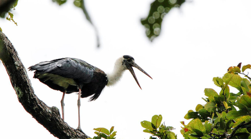 Vogel spotten in Yok Don Nationaal Park