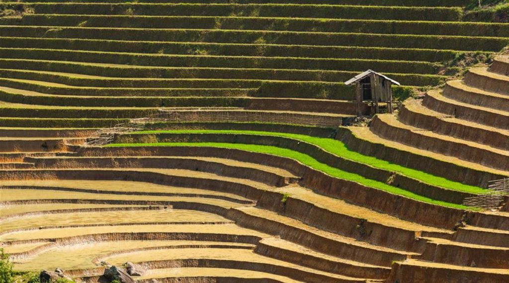Thanh Kim rijstvelden in Sapa