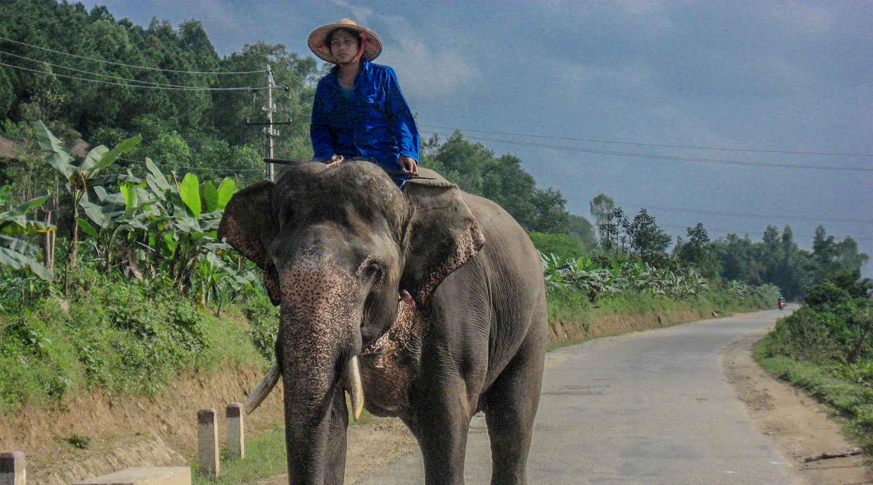 olifanten in Vietnam