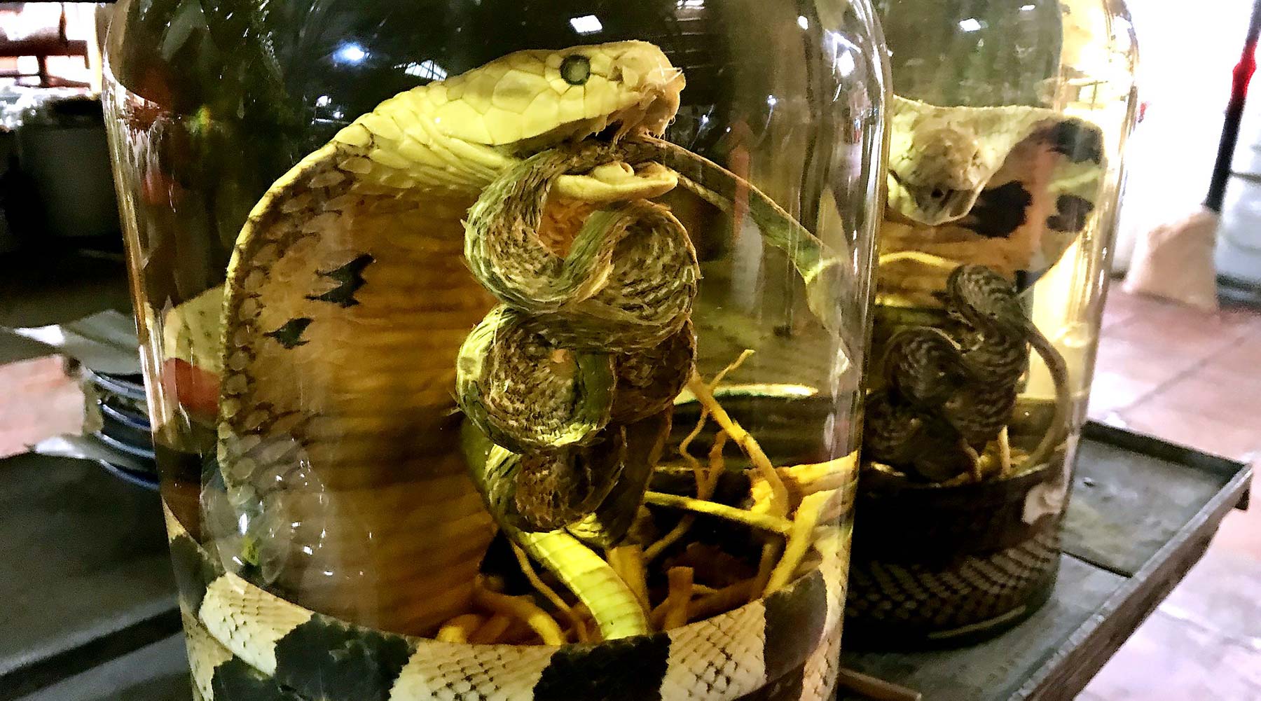 Vietnamese slangenwijn