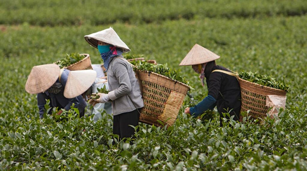 arbeiders dragen een Vietnamese hoed op het platteland
