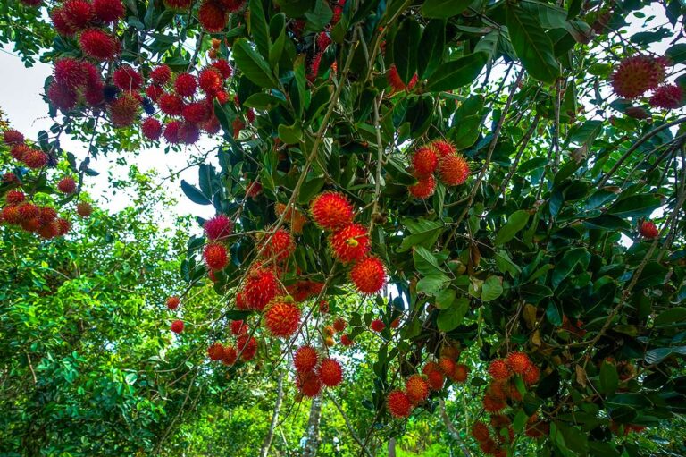 fruitboomgaarde in de Mekong Delta