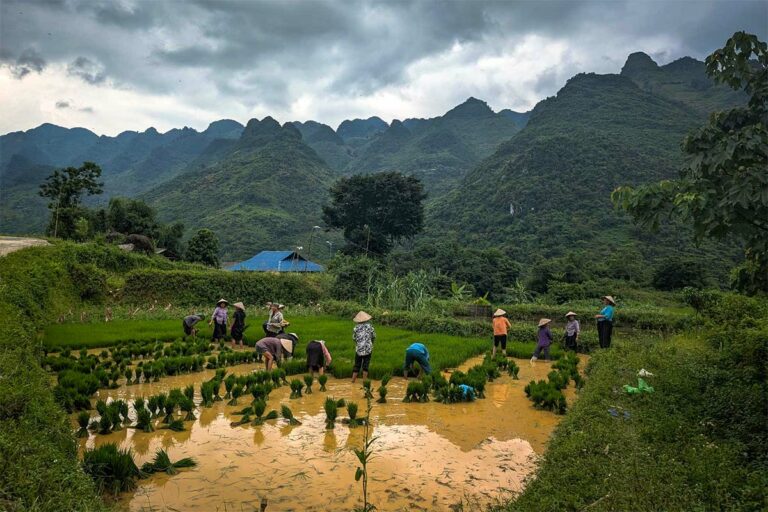 Lokale bewoners werken in de rijstvelden van Du Gia tijdens de Ha Giang Loop tour, met traditionele hoeden en omringd door ruige bergtoppen.