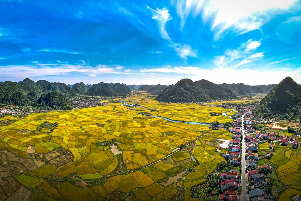 Gele rijstvelden tijdens de oogstperiode in de Bac Son Valley, omringd door kalkstenen bergen in Noord-Vietnam