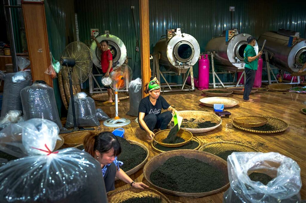 Binnen in een thee­fabriek bij de Tan Cuong-theeheuvels waar bladeren worden gedroogd en verwerkt