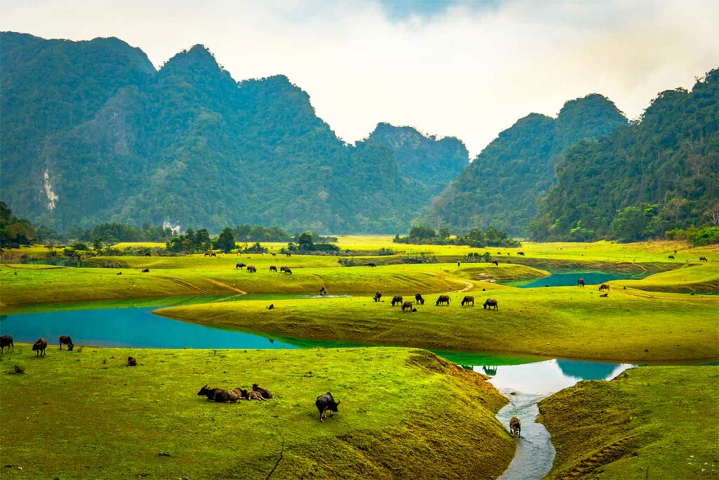 Groen landschap van Huu Lien in Lang Son met graslanden, waterpartijen en grazend vee tussen kalkstenen heuvels