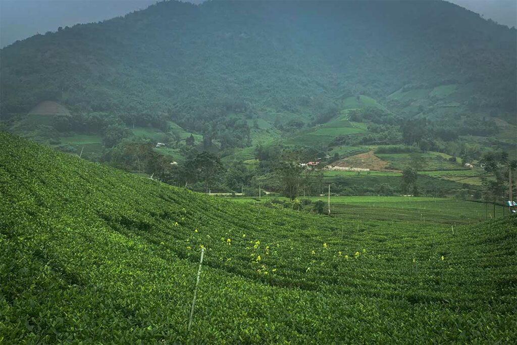 Uitzicht over de La Bang-theevelden in Thai Nguyen met groene heuvels en landbouwlandschap op de achtergrond