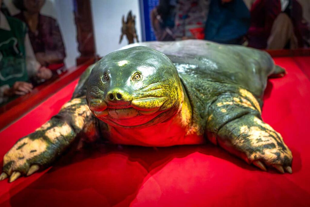 Opgezette reuzenschildpad in de Ngoc Son-tempel, symbool van de legende van het Hoan Kiem-meer in Hanoi