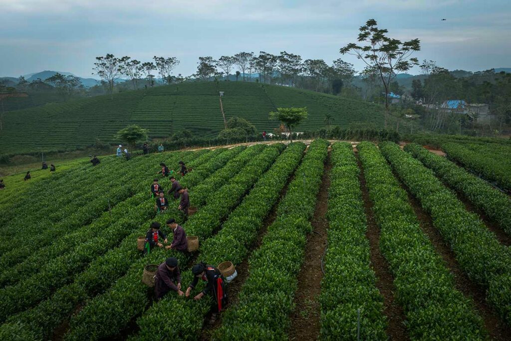 Theepluk op de Tan Cuong-theeheuvels bij Thai Nguyen, met arbeiders tussen de theestruiken