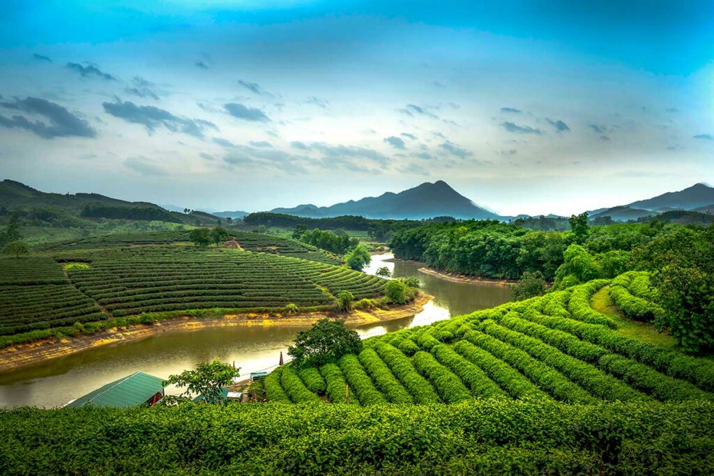 Theeplantages en waterlandschap bij Thanh Chuong Tea Island, een rustig gebied met glooiende heuvels op ongeveer een uur rijden van Vinh.