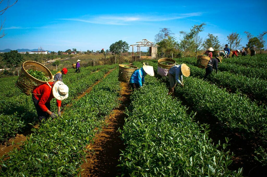 Theeplukkers aan het werk op een theeplantage in Thai Nguyen, met lage groene theestruiken en heuvelachtig landschap