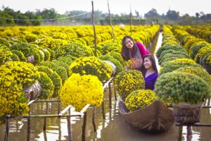 Vrouwen tussen gele chrysanten in Sa Dec Flower Village Mekong Delta