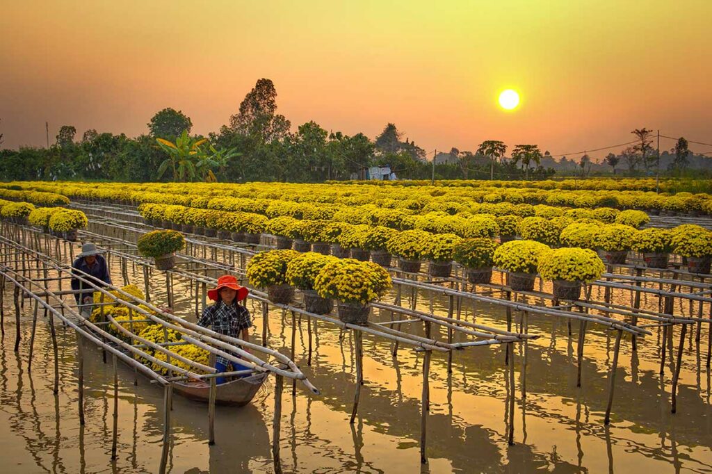 Boot tussen rijen gele bloemen in Sa Dec Flower Village tijdens Tet