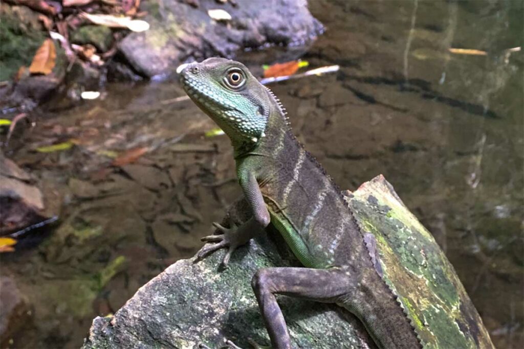 Hagedis zittend op een rots bij het water in de Phong Nha Botanic Garden, een voorbeeld van lokale junglefauna