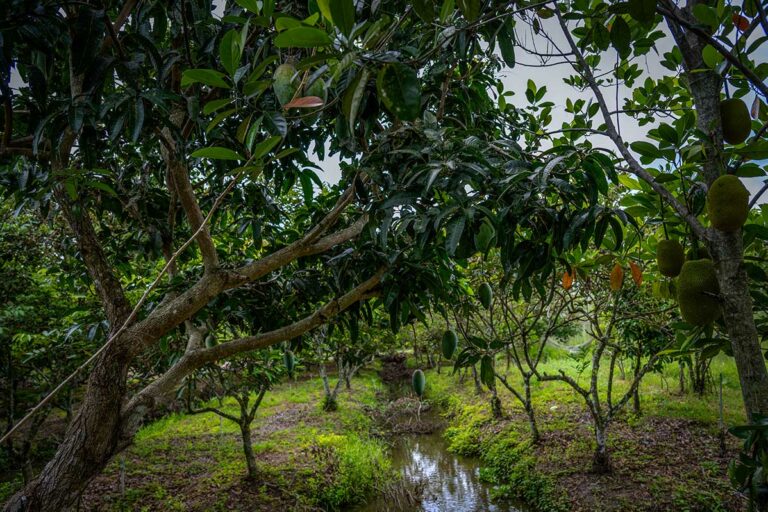Groene fruitboomgaard in de Mekong Delta bij Can Tho, met tropische fruitbomen langs smalle irrigatiekanalen tussen het platteland