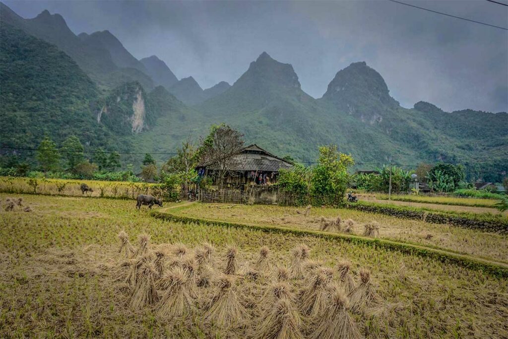 Klein dorp in Cao Bang met rijstvelden, een traditioneel houten huis en karstbergen op de achtergrond, kenmerkend voor het landelijke leven rond Nui Thung.
