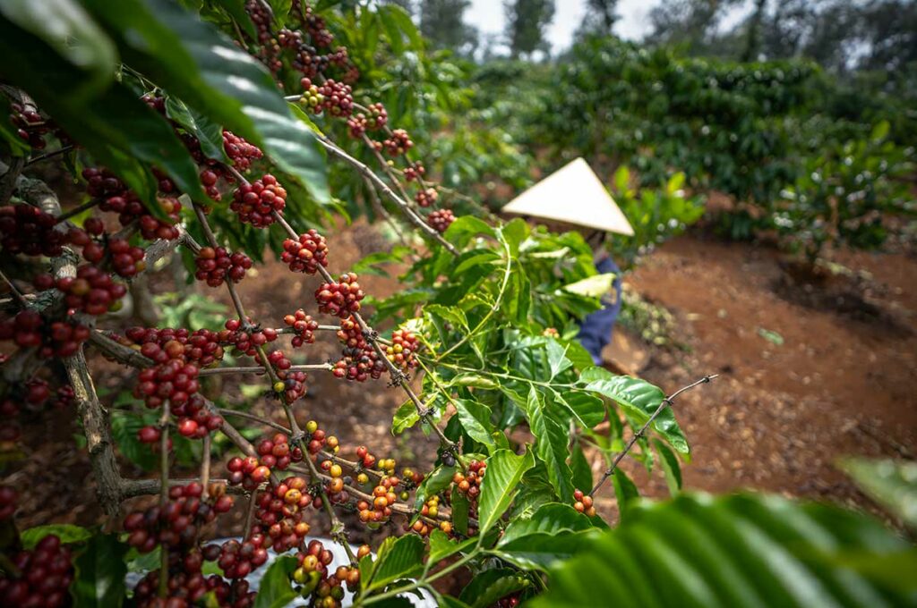 Koffiebessen aan een koffieplant op een plantage in Dak Lak, langs de Ho Chi Minh Road in de Centrale Hooglanden van Vietnam.