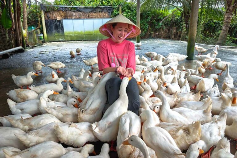 Grote groep eenden verzamelt zich rond een bezoeker tijdens het voeren bij The Duck Stop in Phong Nha.
