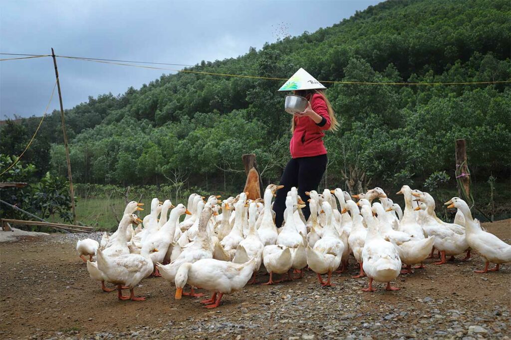 Bezoeker voert een groep eenden bij The Duck Stop in Phong Nha, een populaire boerderijervaring in de regio.