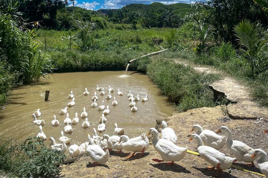 Overzicht van de eendenboerderij van The Duck Stop in Phong Nha, met eenden rond de vijver op het terrein.