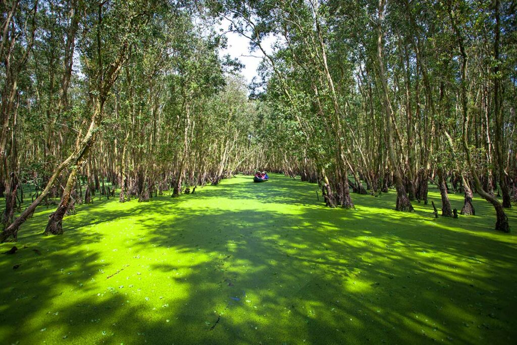 Boottocht over felgroen eendenkroos tussen cajuputbomen in Tra Su Cajuput Forest in An Giang