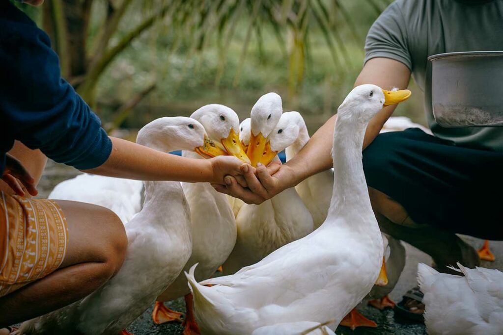 Eenden worden met de hand gevoerd bij The Duck Stop in Phong Nha, terwijl bezoekers tussen de dieren zitten.