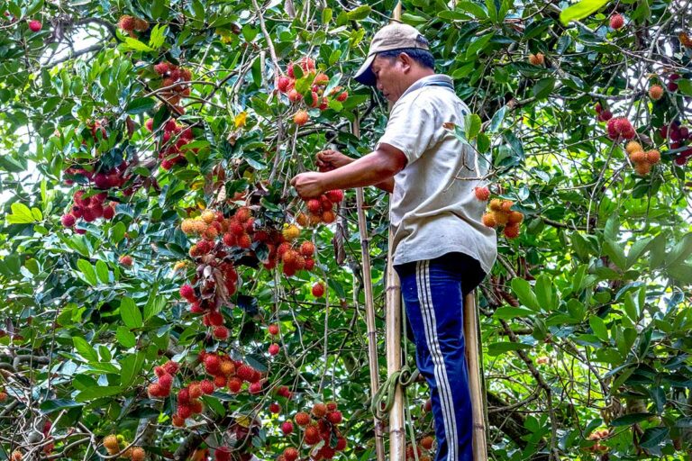 Lokale boer oogst rijp tropisch fruit in een fruitboomgaard in Ben Tre, Mekong Delta – fruitboomgaarden Mekong Delta Vietnam
