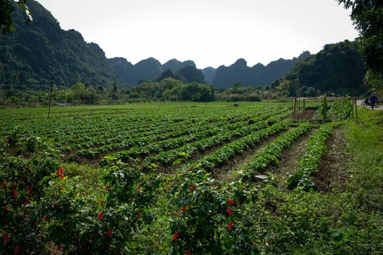 Groentetuinen en akkers in Viet Hai Village op Cat Ba Island, met rijen verse groenten omringd door kalkstenen heuvels in het rustige binnenland van Cat Ba National Park