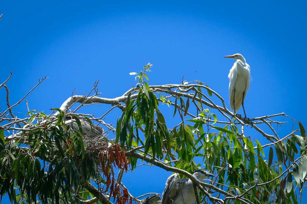 Grote zilverreiger en andere reigers in boomtoppen van Tra Su Cajuput Forest in An Giang