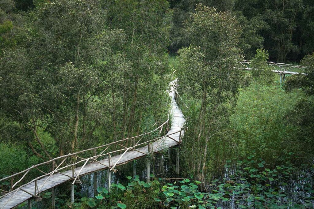 Lang houten wandelpad door het moerasbos van Tra Su Cajuput Forest tussen cajuputbomen en waterplanten