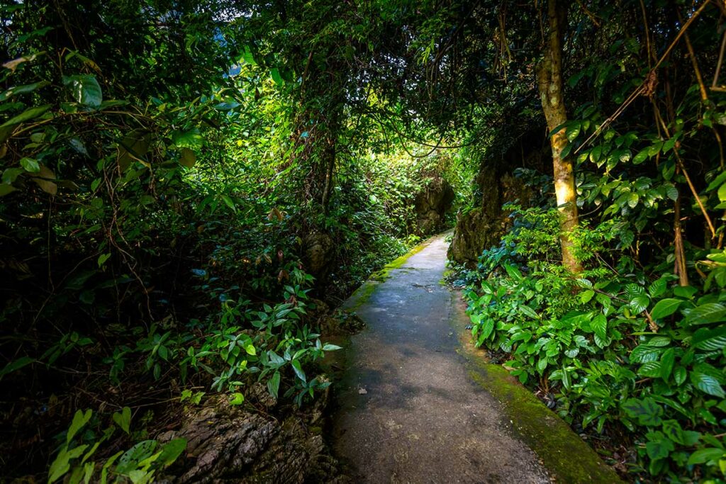 Smal betonnen wandelpad door dicht junglegebied op weg naar de ingang van Paradise Cave in Phong Nha–Ke Bang National Park.