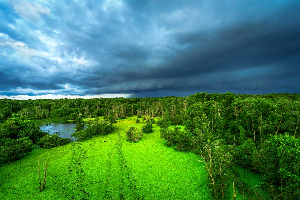 Uitgestrekte wetlands met kroos en mangrovebos in Tram Chim National Park in de Mekong Delta
