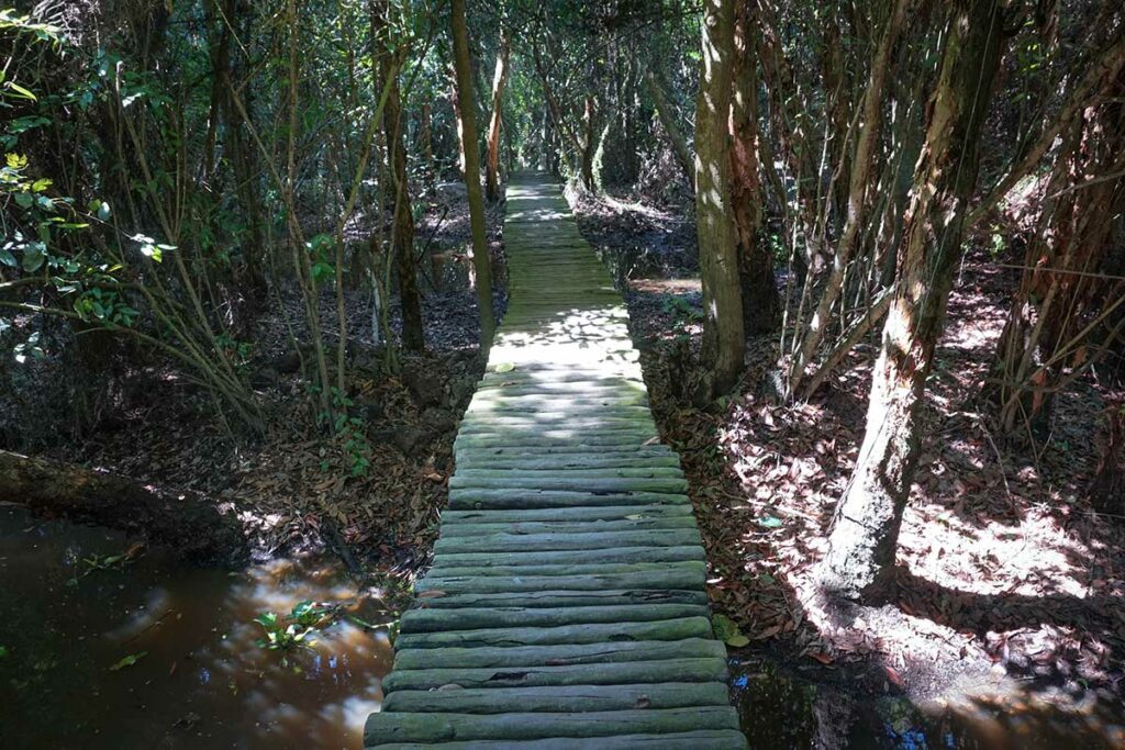 Wooden boardwalk trail through dense forest in Xeo Quyt Forest Dong Thap