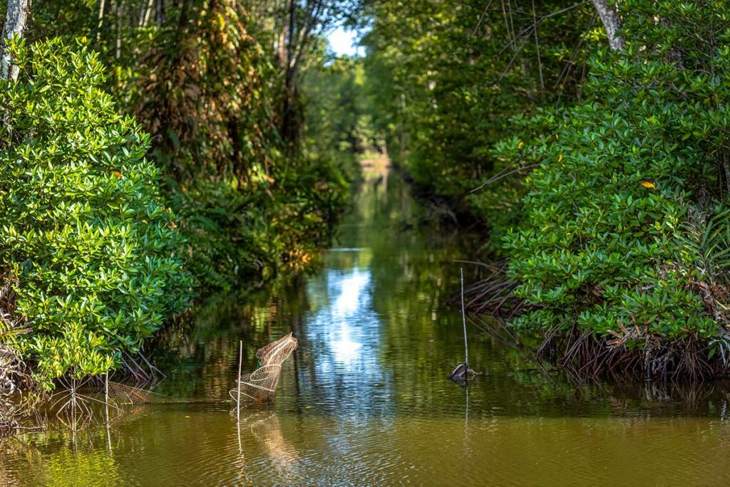 Mangrovebos met visvallen in smalle waterweg in Mui Ca Mau National Park Vietnam