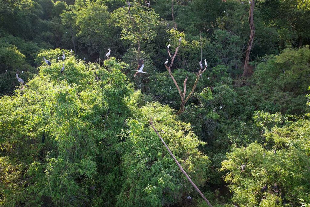 Ooievaars in de bomen rond Nodol Pagoda in Tra Vinh, een bekend vogelgebied in de Mekongdelta