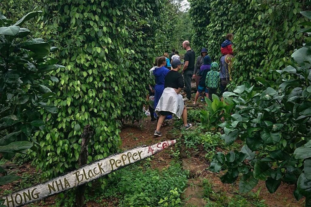 Korte wandeling langs de peperplanten op het terrein van The Duck Stop in Phong Nha, onderdeel van de boerderijomgeving.