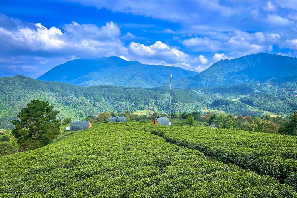 Uitzicht over groene theeplantages in Phia Oac National Park met kleine accommodaties tussen de velden en bergen op de achtergrond in Cao Bang.