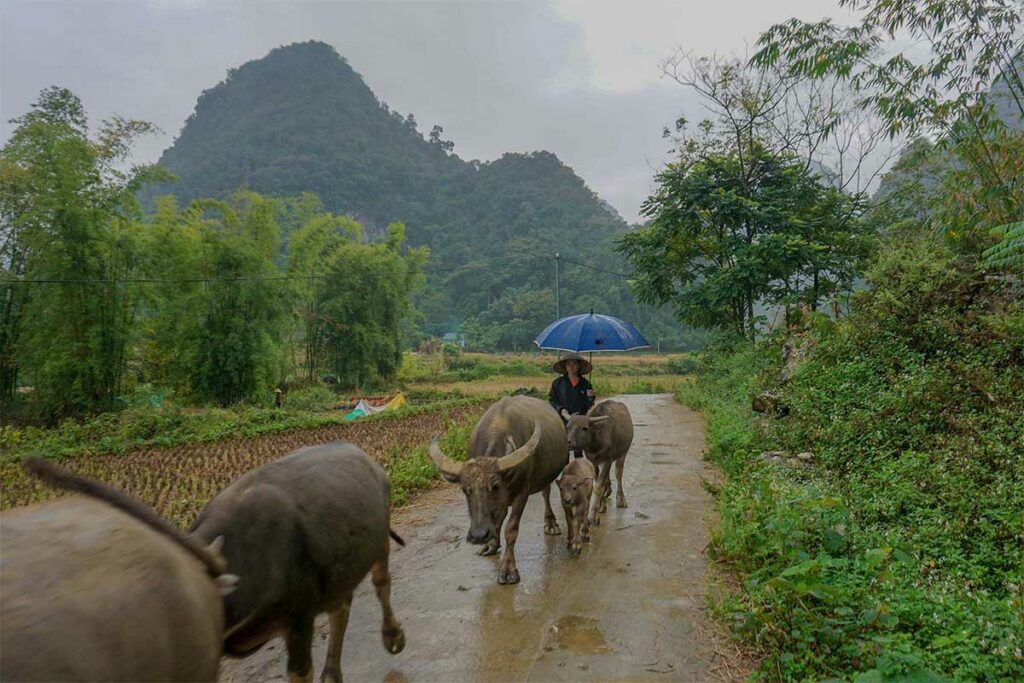 Boer met waterbuffels op een landelijke weg in Phong Nam Valley, Cao Bang, met rijstvelden en beboste heuvels op de achtergrond
