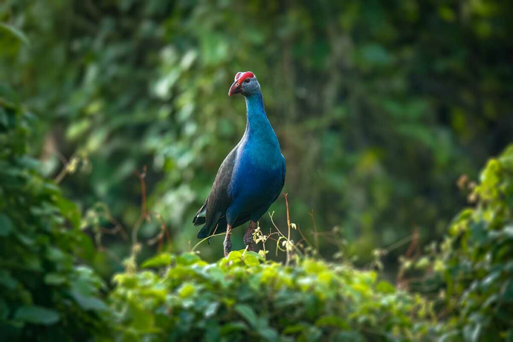Purperkoet met blauwe veren en rode snavel in het moerasgebied van Tra Su Cajuput Forest in Vietnam