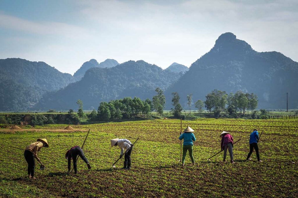 Boeren aan het werk op het platteland van Quang Binh, met groene akkers en kalkstenen bergen op de achtergrond, nabij Dong Hoi in centraal Vietnam.