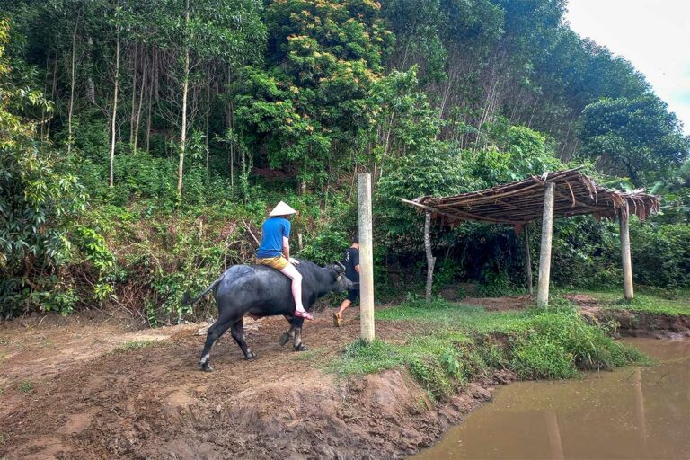 Toerist maakt een korte buffelrit op het terrein van The Duck Stop in Phong Nha, als onderdeel van de boerderijervaring.