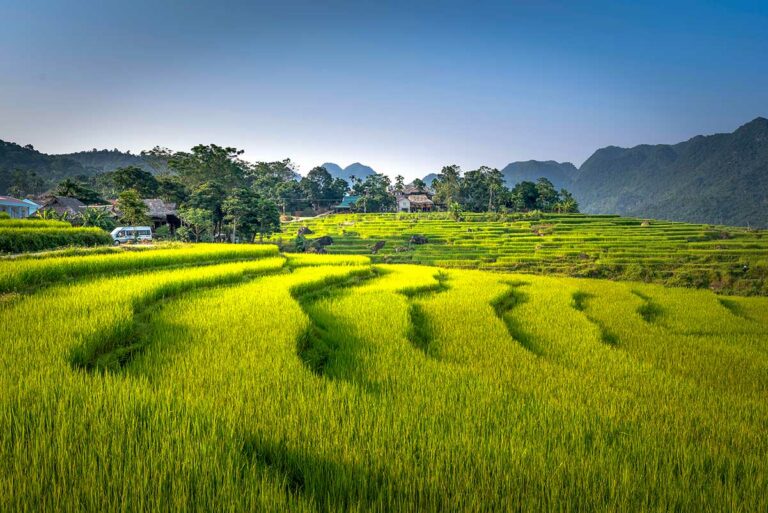 Rijstterrassen in Pu Luong Nature Reserve met helder groene rijstvelden, heuvels en traditionele huizen aan de rand van het landschap