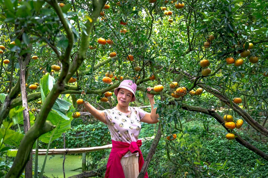 Vrouw plukt mandarijnen in de Lai Vung tuinen bij Sa Dec Mekong Delta